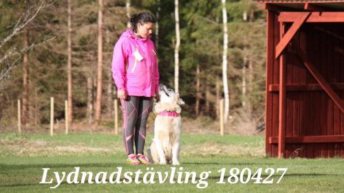 Lydnadstävling 180427