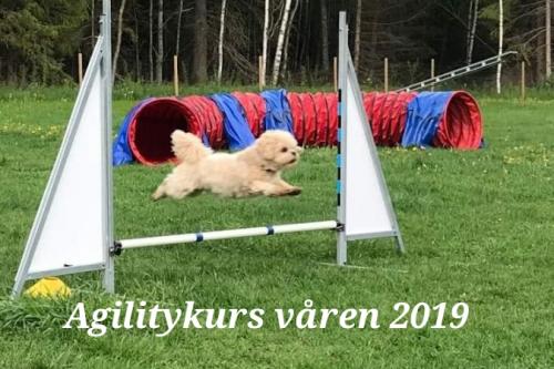 Agilitykurs våren 2019